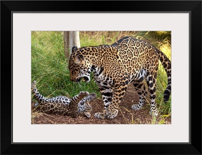 Jaguar cub playing with mother, native to Central and South America
