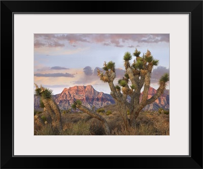 Joshua Tree and Spring Mountains at Red Rock Canyon National Conservation