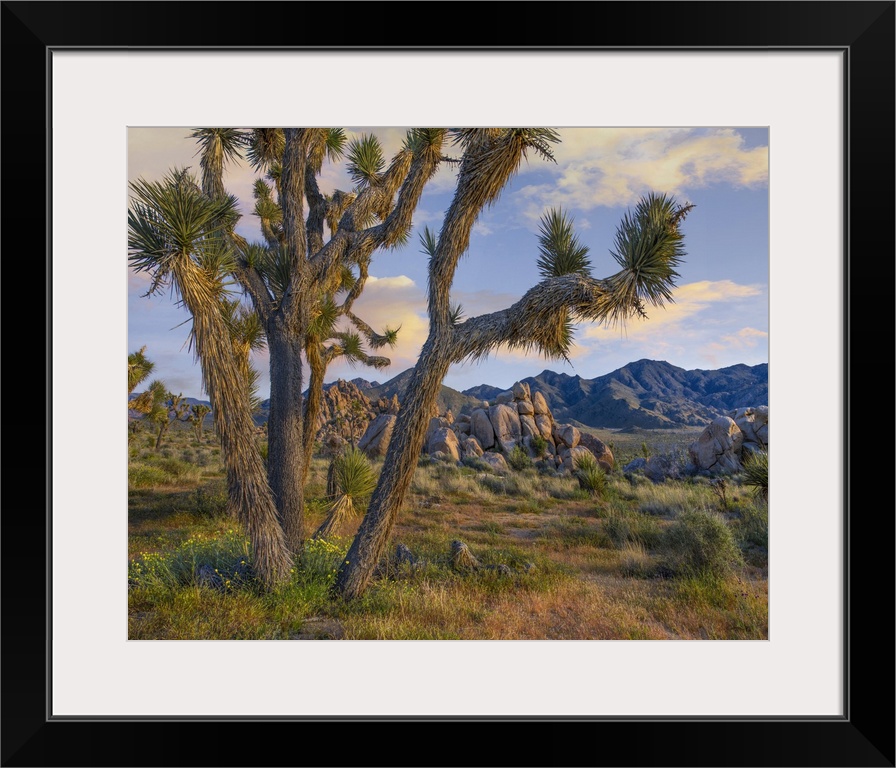 Joshua Tree, Joshua Tree National Park, California