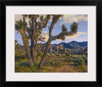 Joshua Tree, Joshua Tree National Park, California