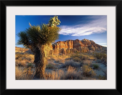 Joshua Tree (Yucca brevifolia) at Red Rock State Park, California