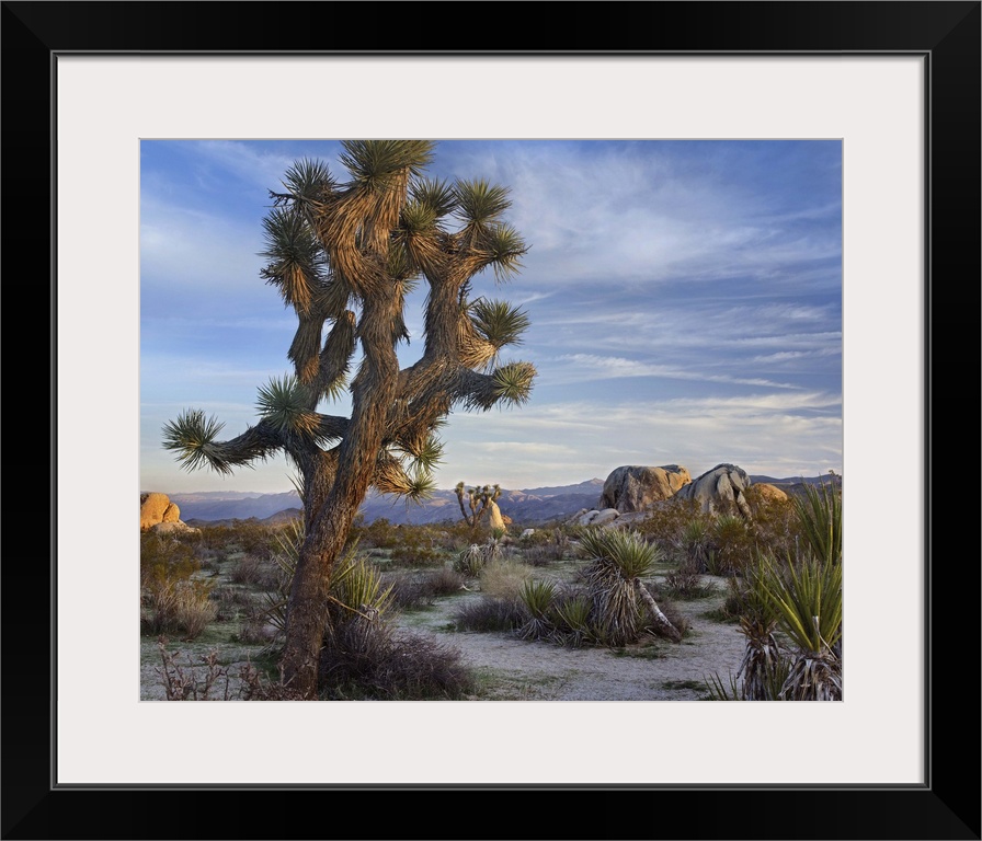 Joshua Tree (Yucca brevifolia), Joshua Tree National Park, California