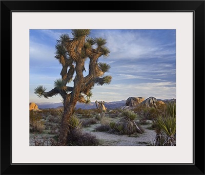 Joshua Tree (Yucca brevifolia), Joshua Tree National Park, California