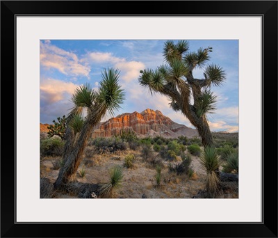 Joshua Trees And Cliffs, Red Rock Canyon State Park, California