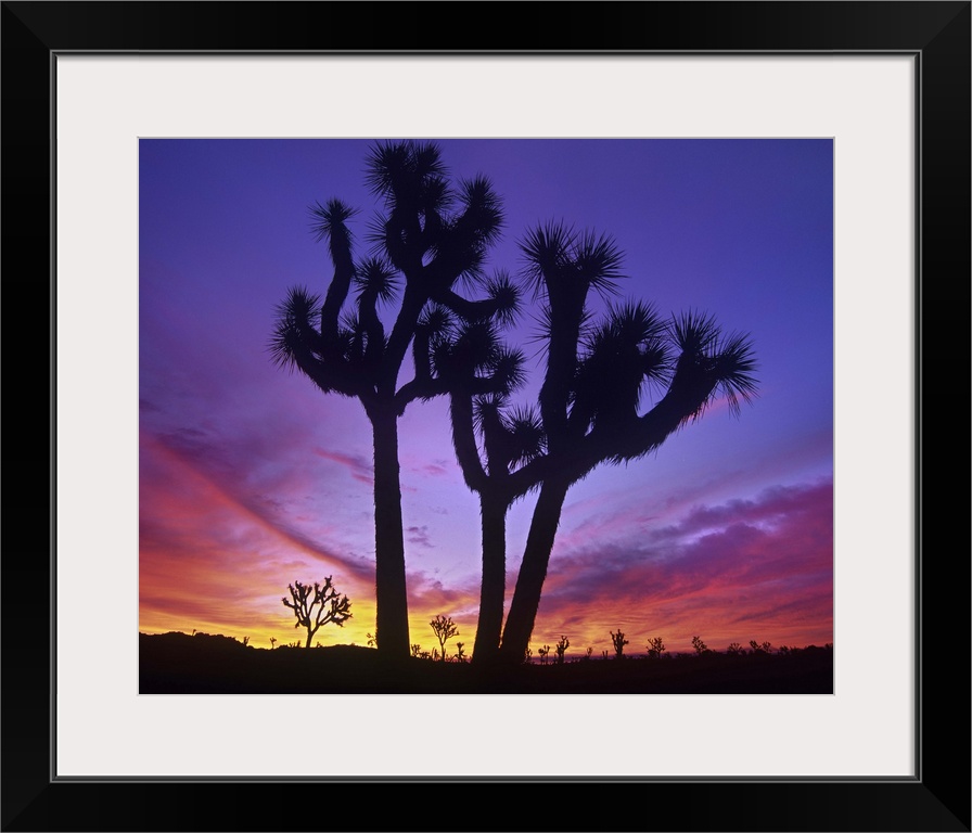 Joshua Trees at sunrise near Quail Springs, Joshua Tree National Park, California