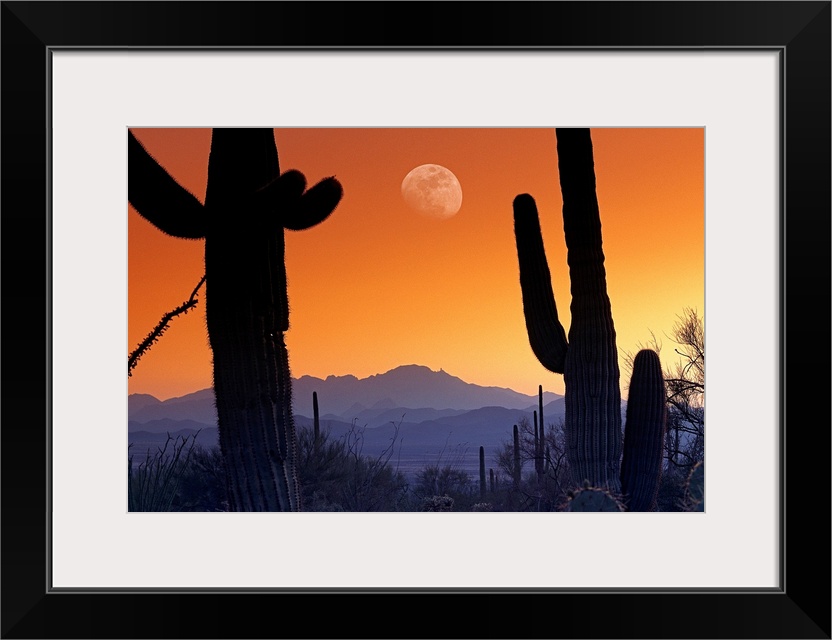 Big canvas photo of cacti silhouetted against a sunset in the desert with a big moon.