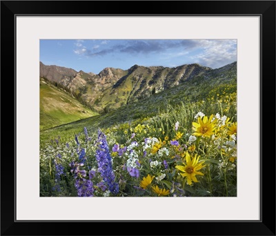 Larkspur (Delphinium sp) and sunflowers, Albion Basin, Wasatch Range, Utah