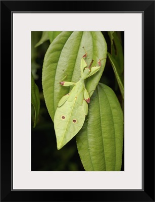 Leaf Insect juvenile camouflaged on leaf, Sarawak, Borneo, Malaysia