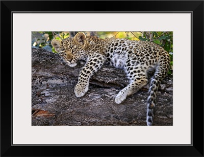 Leopard (Panthera pardus) cub resting in tree, Botswana