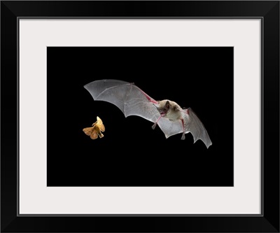 Little Brown Bat pursues a forest moth