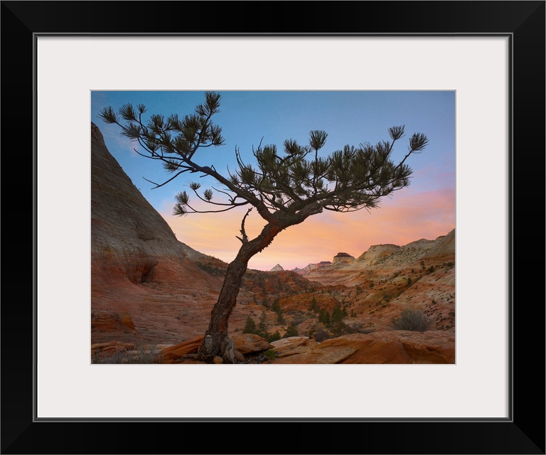 Lone pine tree with East and West Temples in the background, Zion National Park, Utah