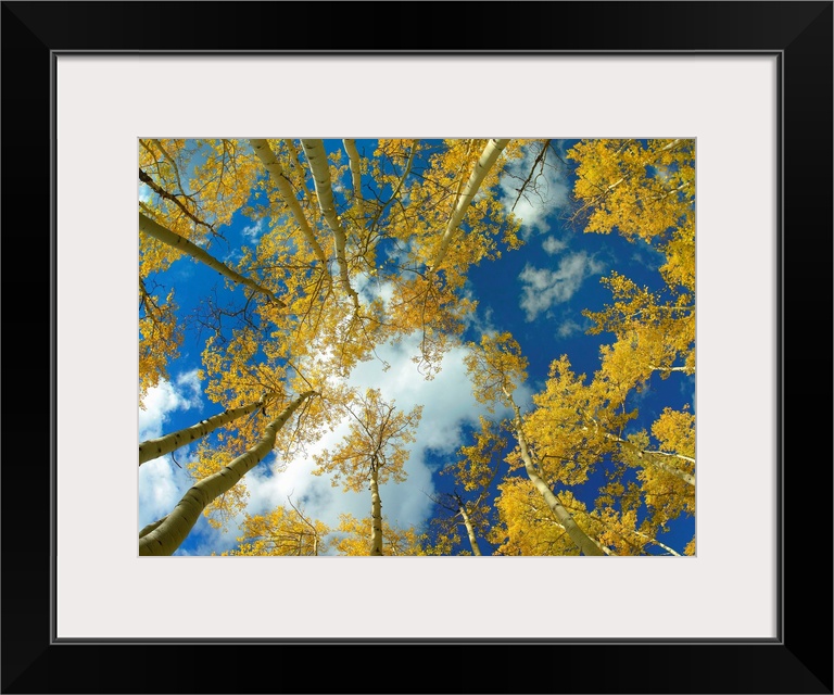 Big photograph looking up at a forest of Aspen trees with the sunny Colorado sky in the background.
