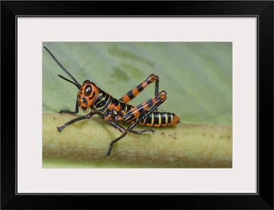 Lubber Grasshopper (Tropidacris sp) juvenile, Costa Rica