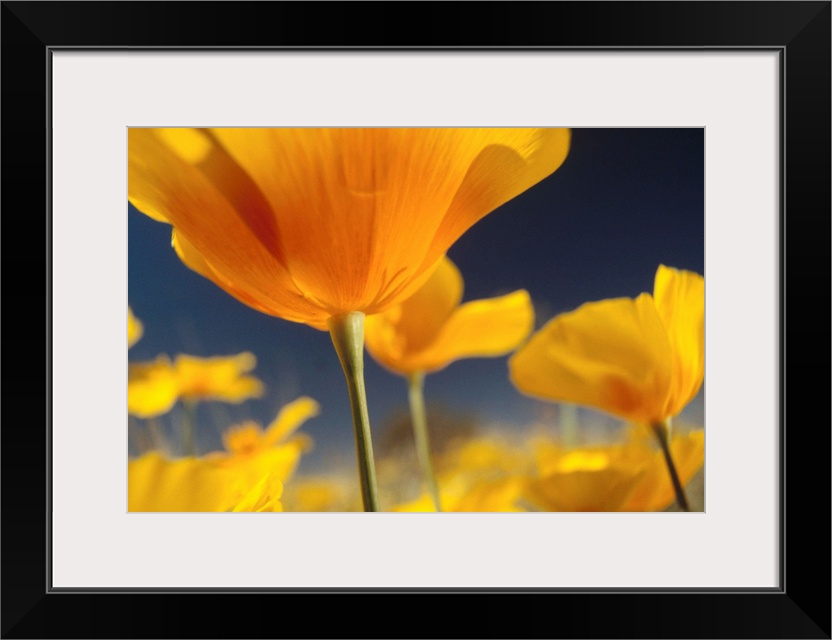 Mexican Golden Poppy (Eschscholzia glyptosperma) detail, New Mexico