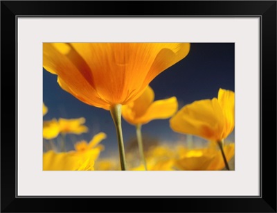 Mexican Golden Poppy (Eschscholzia glyptosperma) detail, New Mexico