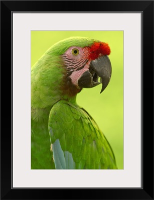 Military Macaw (Ara militaris) portrait, Amazon rainforest, Ecuador