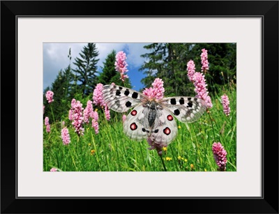 Mountain Apollo butterfly on Common Bistort, Switzerland