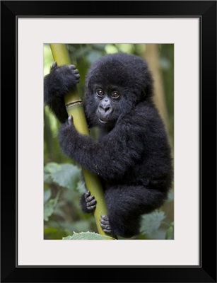 Mountain Gorilla 10 month old infant