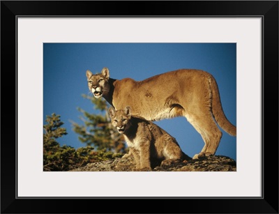 Mountain Lion or Cougar mother with kitten, North America, captive animal
