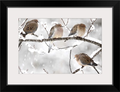 Mourning Dove (Streptopelia decipiens) group in winter, Nova Scotia, Canada