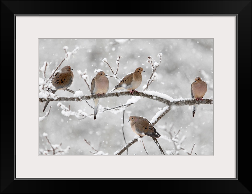 Horizontal, large photograph of five mourning doves on a snow covered branch in Nova Scotia, Canada.