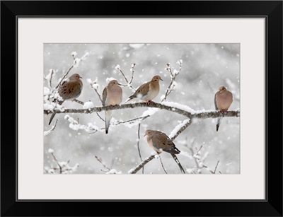 Mourning Dove (Streptopelia decipiens) group in winter, Nova Scotia, Canada