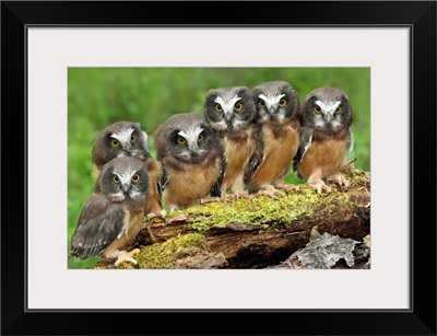 Northern Saw-whet Owl chicks, Saskatchewan, Canada