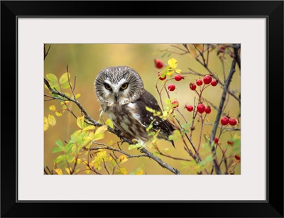 Northern Saw-whet Owl perching in a wild rose bush, British Columbia, Canada