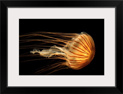 Northern Sea Nettle Jellyfish northern Pacific Ocean
