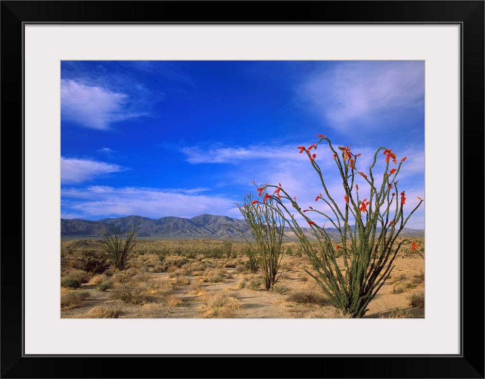 Ocotillo and the Vallecito Mountains, Anza-Borrego Desert State Park, California