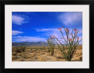 Ocotillo and the Vallecito Mountains, Anza-Borrego Desert State Park, California