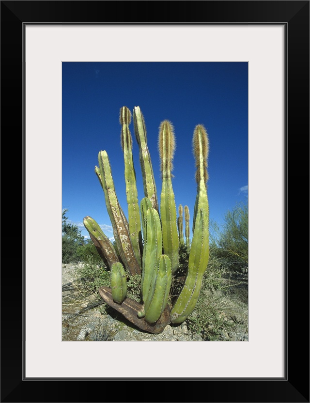 Old Man Cactus (Lophocereus schottii) in Sonoran desert, Mexico