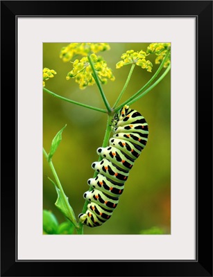 Oldworld Swallowtail caterpillar, Switzerland