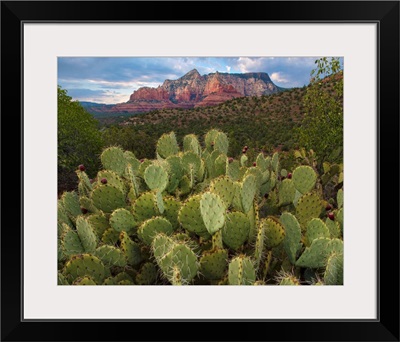 Opuntia Cactus And Mountain, Red Rock-Secret Mountain Wilderness, Arizona