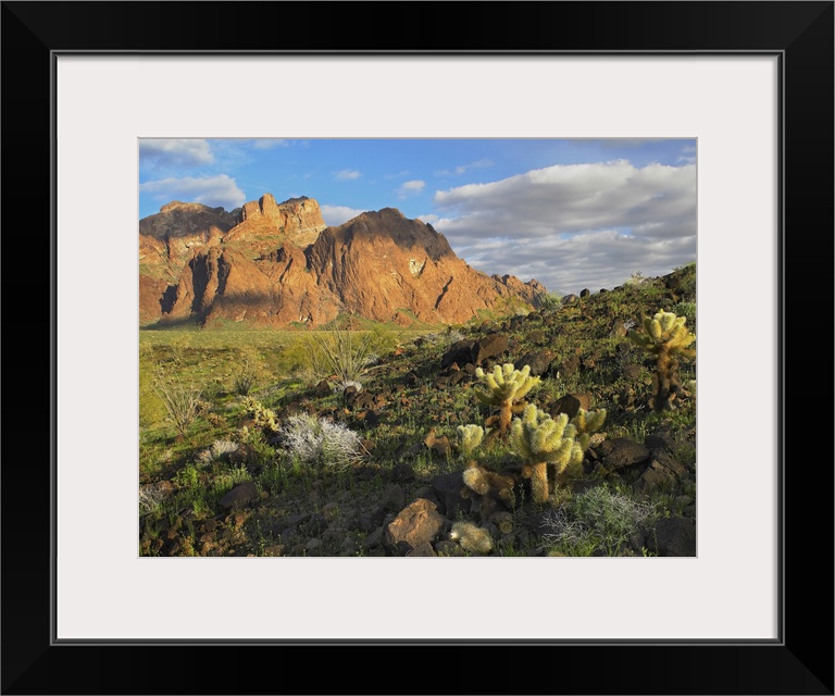 Opuntia cactus and other desert vegetation, Kofa National Wildlife Refuge, Arizona