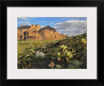 Opuntia cactus and other desert vegetation, Kofa National Wildlife Refuge, Arizona