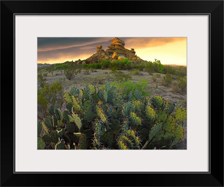 Opuntia (Opuntia sp) and hoodoos, Big Bend National Park, Chihuahuan Desert, Texas