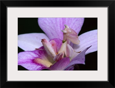 Orchid Mantis (Hymenopus coronatus) female mimicking a pink flower