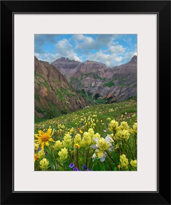 Paintbrush And Wildflowers, Governor Basin, Colorado