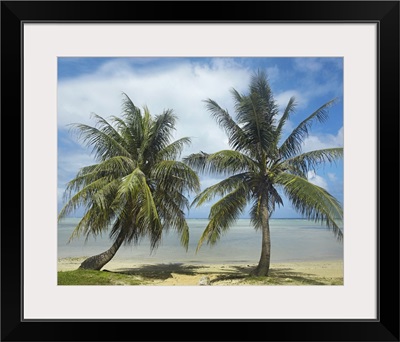 Palm trees, Agana Beach, Guam