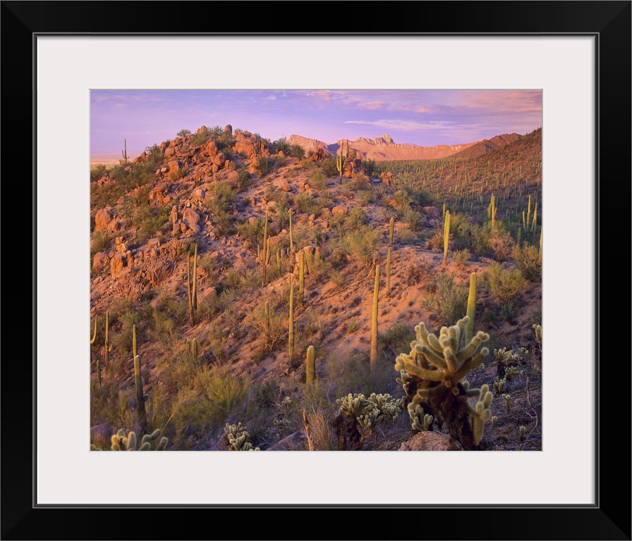 Panther and Safford Peaks covered with Saguaro  and Teddybear Cholla Saguaro