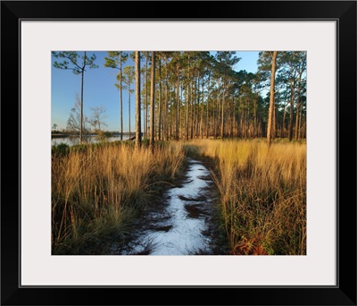 Path Through Grasses And Pines Near Marsh, Saint George Island, Florida