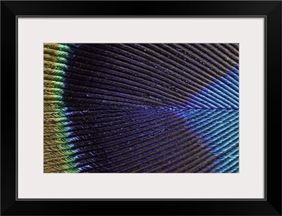 Peacock Feather (Pavo cristatus)