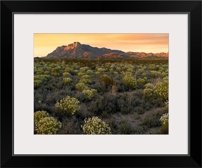 Pepperweed meadow beneath El Capitan, Guadalupe Mountains National Park, Texas