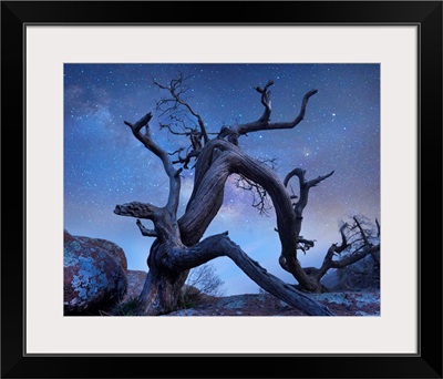 Pine Tree At Night, Mount Scott, Wichita Mountains NWR, Oklahoma