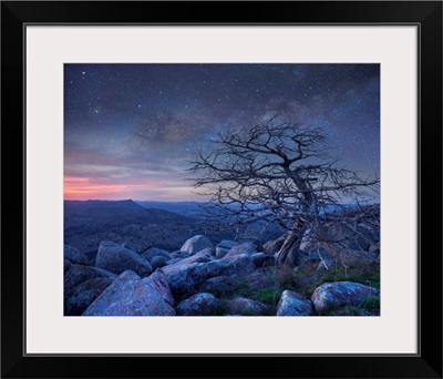 Pine Tree At Night, Mount Scott, Wichita Mountains NWR, Oklahoma