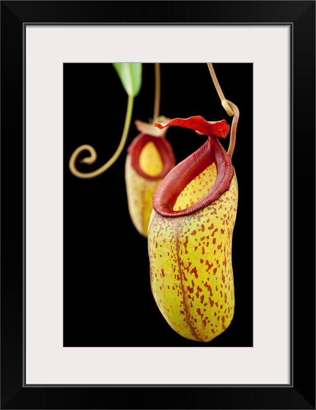 Horticulturally-produced pitcher plant hybrid. Nepenthes aristolochioides x ventricosa (0620-0)