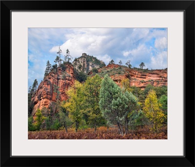 Ponderosa Pines And Cliff, Coconino National Forest, Arizona