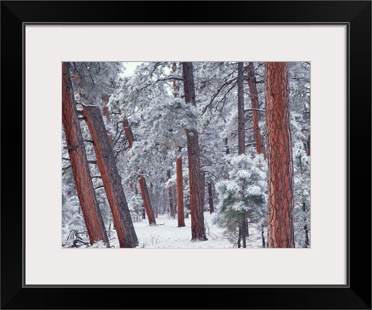 Ponderosa Pines (Pinus ponderosa) with snow, Grand Canyon National Park, Arizona