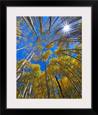 Quaking Aspens In Fall, Kebler Pass, Colorado